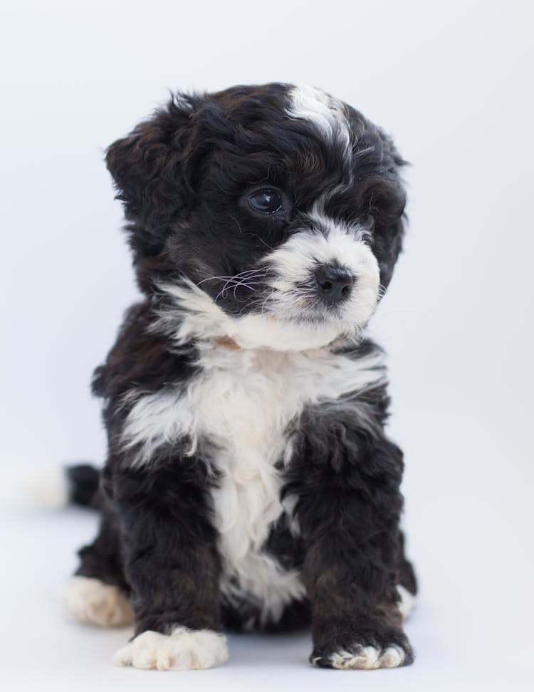 White And Black Terrier