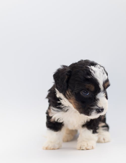 無料 ショートコートの黒と白の子犬 写真素材