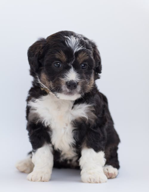 Free Close-Up Photo of Furry Puppy Stock Photo