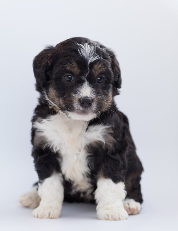 Close-Up Photo Of Furry Puppy