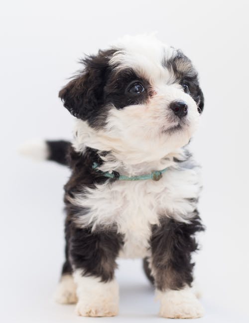 Foto De Close Up De Filhote De Cachorro Peludo