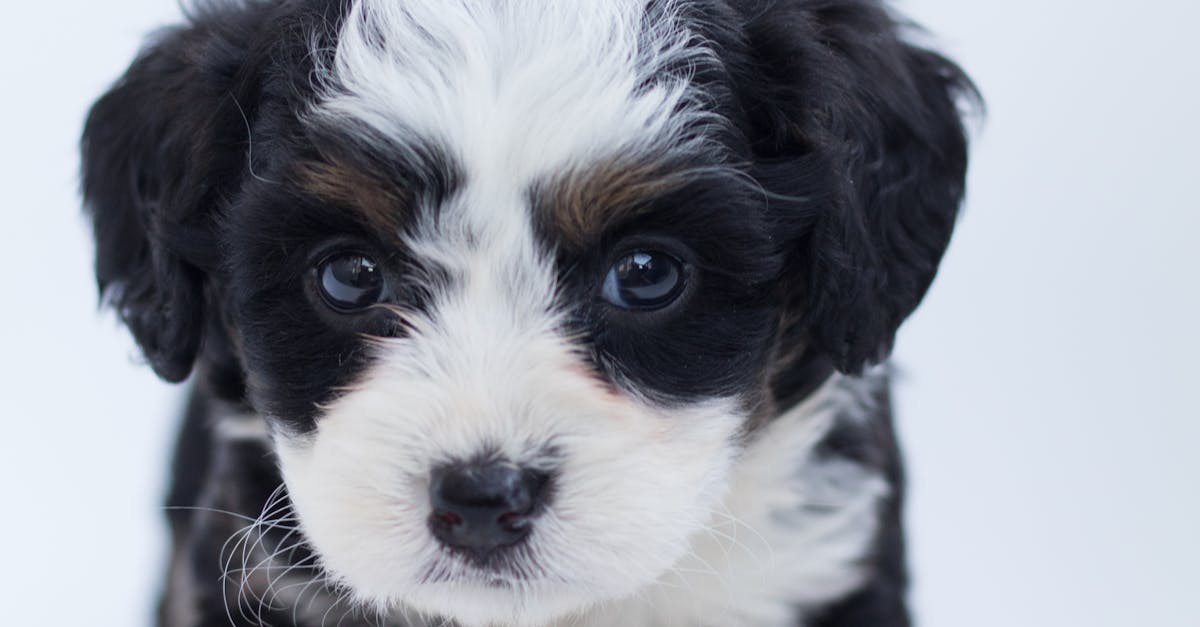 Black and White Maltese Puppy · Free Stock Photo