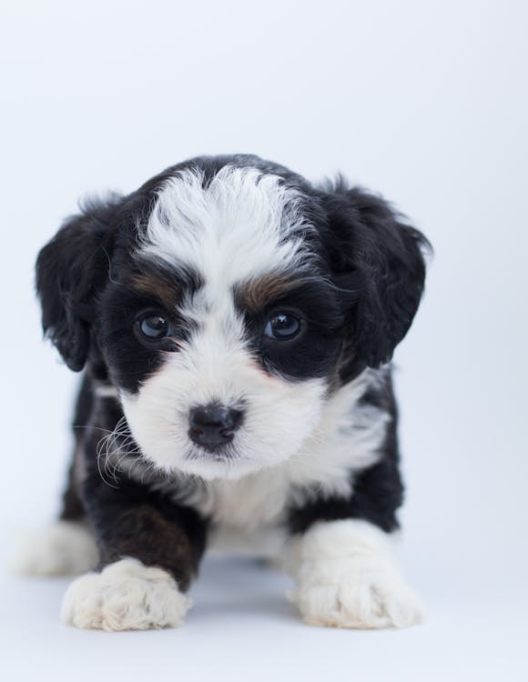Free Black and White Maltese Puppy Stock Photo