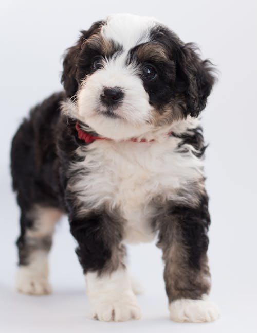 Foto De Close Up De Filhote De Cachorro Peludo