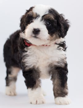 一只毛茸茸的迷人伯尔尼山幼犬在室内摆出姿势，是宠物爱好者的完美选择