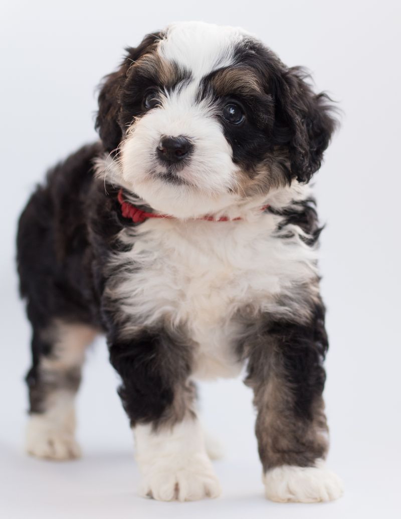 does pet insurance cover hip dysplasia surgery costs - strategic recommendations for pet parents