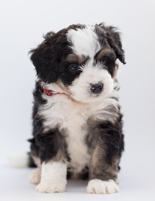 Tricolor Maltese Puppy