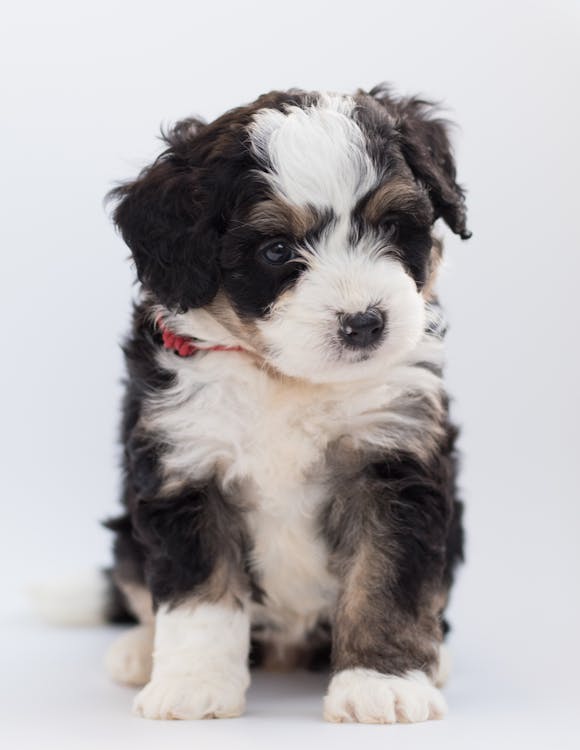 Free Tricolor Maltese Puppy Stock Photo