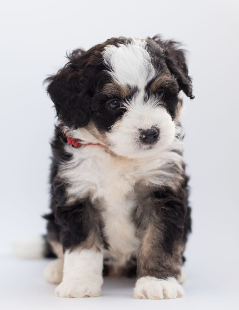 pet insurance and emergency vet visits whats actually covered at 2 am - the big catch: are emergency exam fees covered?