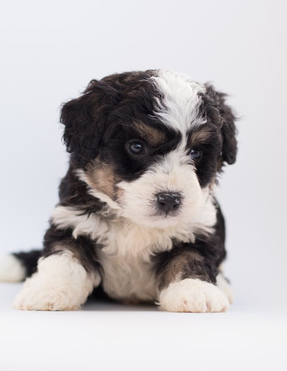 黑色和白色贵宾犬幼犬