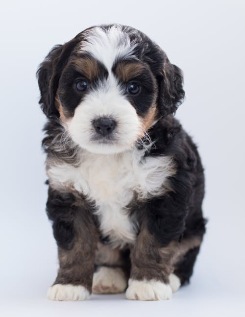 gratis Tricolor Maltese Pup Stockfoto