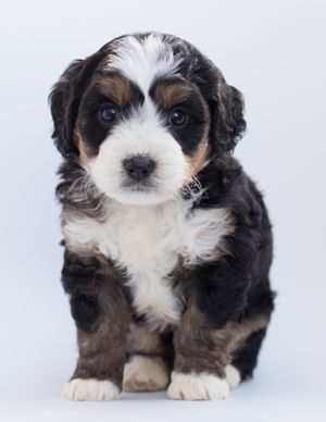 Border collie