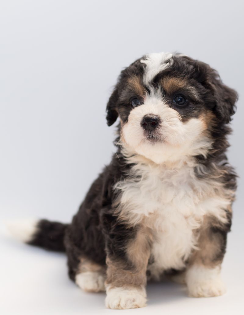 pet insurance and emergency vet visits whats actually covered at 2 am - direct pay technology: eliminating the 2 am out-of-pocket float