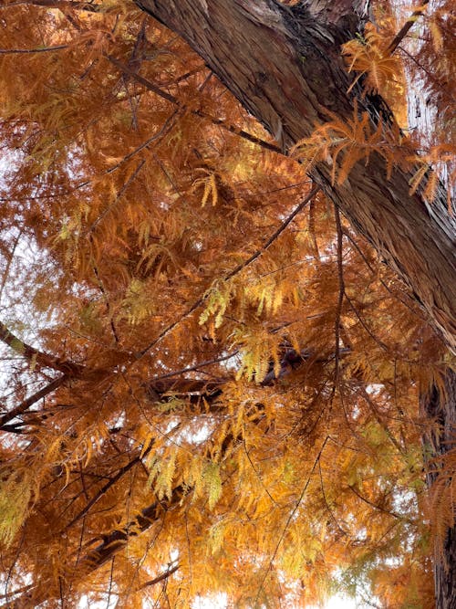 Foto d'estoc gratuïta de arbre, caure, medi ambient