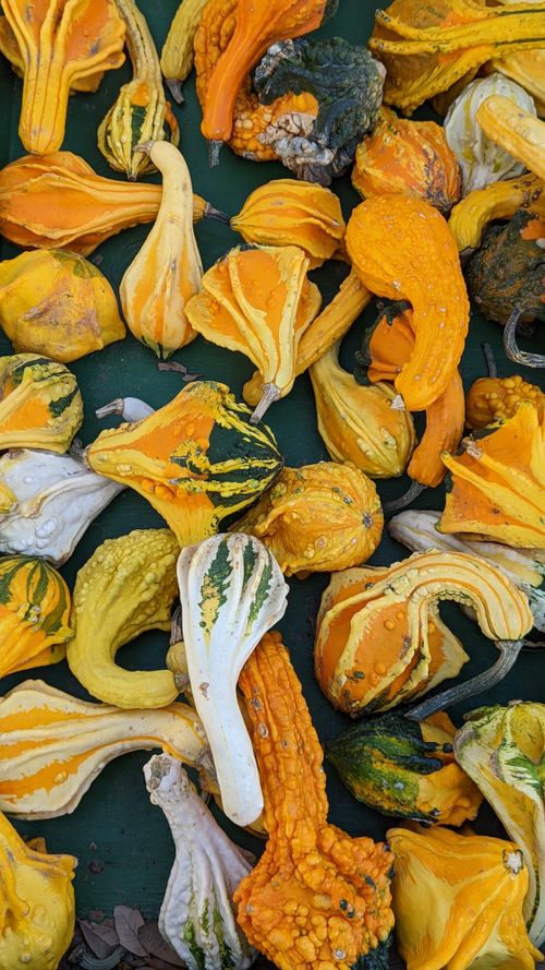 Free Gourds 2 Stock Photo
