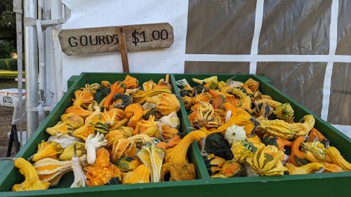 Free Gourd table 2 Stock Photo