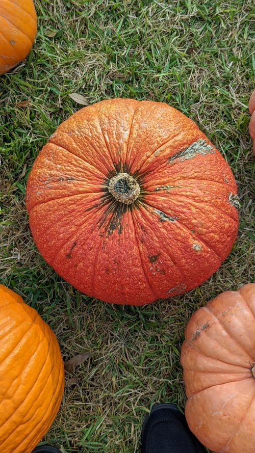 Free Pumpkin from overhead Stock Photo