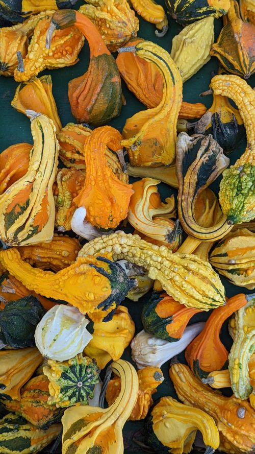 Free Gourds 1 Stock Photo
