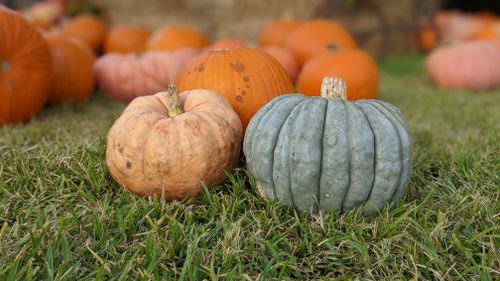 Free Pumpkins 1 Stock Photo