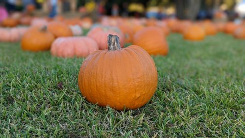 Free Lone pumpkin Stock Photo