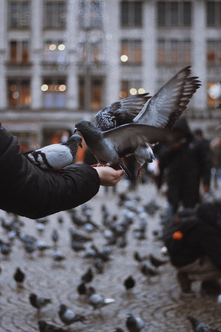 Close-up Of Person Feeding Pigeons