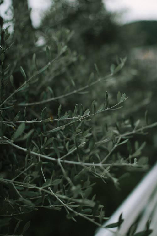 Branches and leaves of plant in twilight