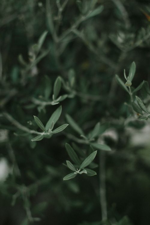 Free Detailed close-up of olive tree leaves in soft focus, showcasing natural green tones. Stock Photo