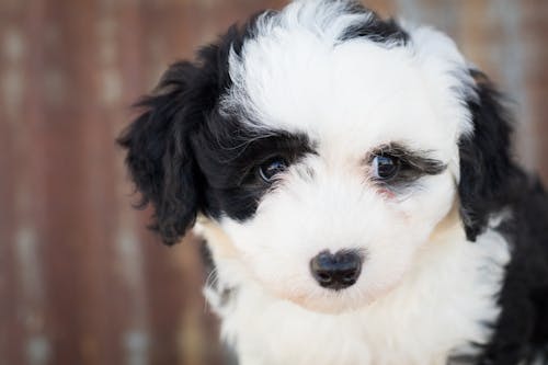 Close-Up Photo of Furry Puppy