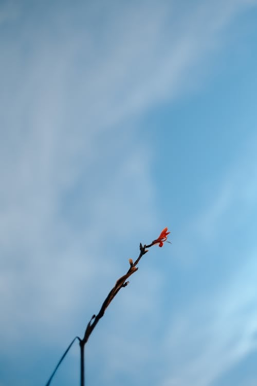 Bezpłatne Darmowe zdjęcie z galerii z łodyga, pionowy strzał, roślina Zdjęcie z galerii
