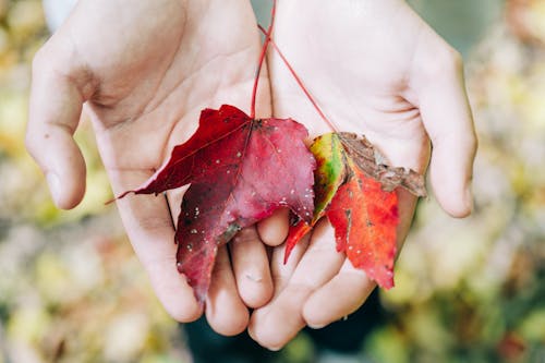 Close-Up Shot of a Person Holding Maple Leaves