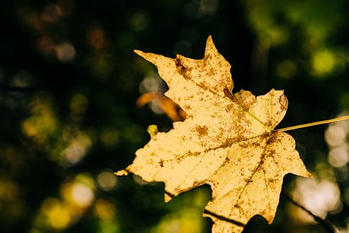 Fotobanka s bezplatnými fotkami na tému javorový list, jeseň, lístie