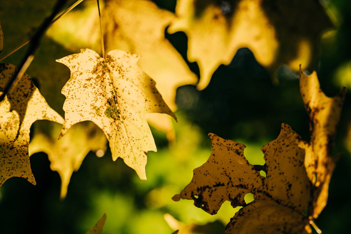 Fotobanka s bezplatnými fotkami na tému javorové listy, jeseň, jesenné lístie
