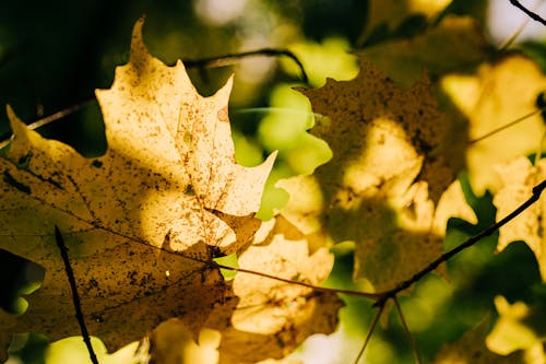 Close-Up Shot of Maple Leaves