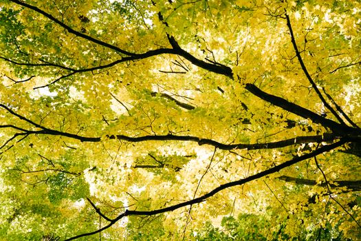 Stunning view of lush yellow maple leaves in fall captured from below, Saegertown, PA.