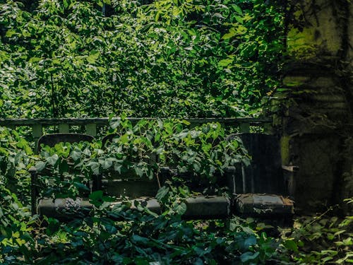 Free stock photo of abandoned building, ivy, rust