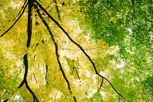 Immagine gratuita di albero, ambiente, inquadratura dal basso