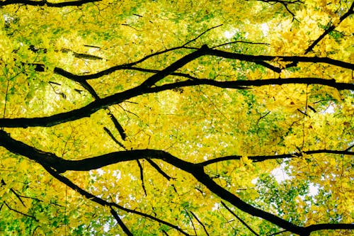 Immagine gratuita di albero, autunno, foglie