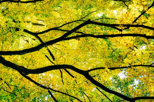 Free Low angle view of vibrant yellow autumn leaves and branches in Saegertown, PA. Stock Photo