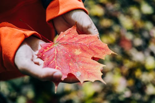 Gratis stockfoto met detailopname, esdoorn blad, handen