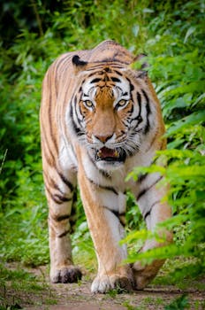 tiger beside green plants standing on brown land during daytime