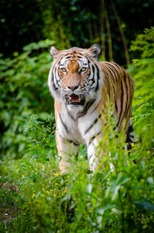 Tiger Walking on Green Plants During Daytime