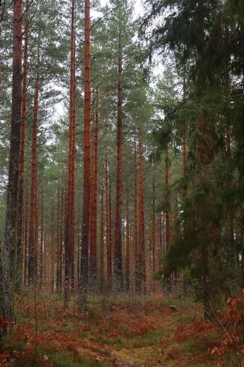 Gratis stockfoto met bomen, Bos, conifeer