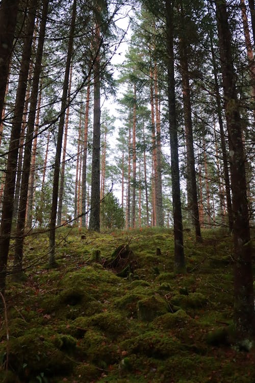 Ingyenes stockfotó erdő, fák, fű témában