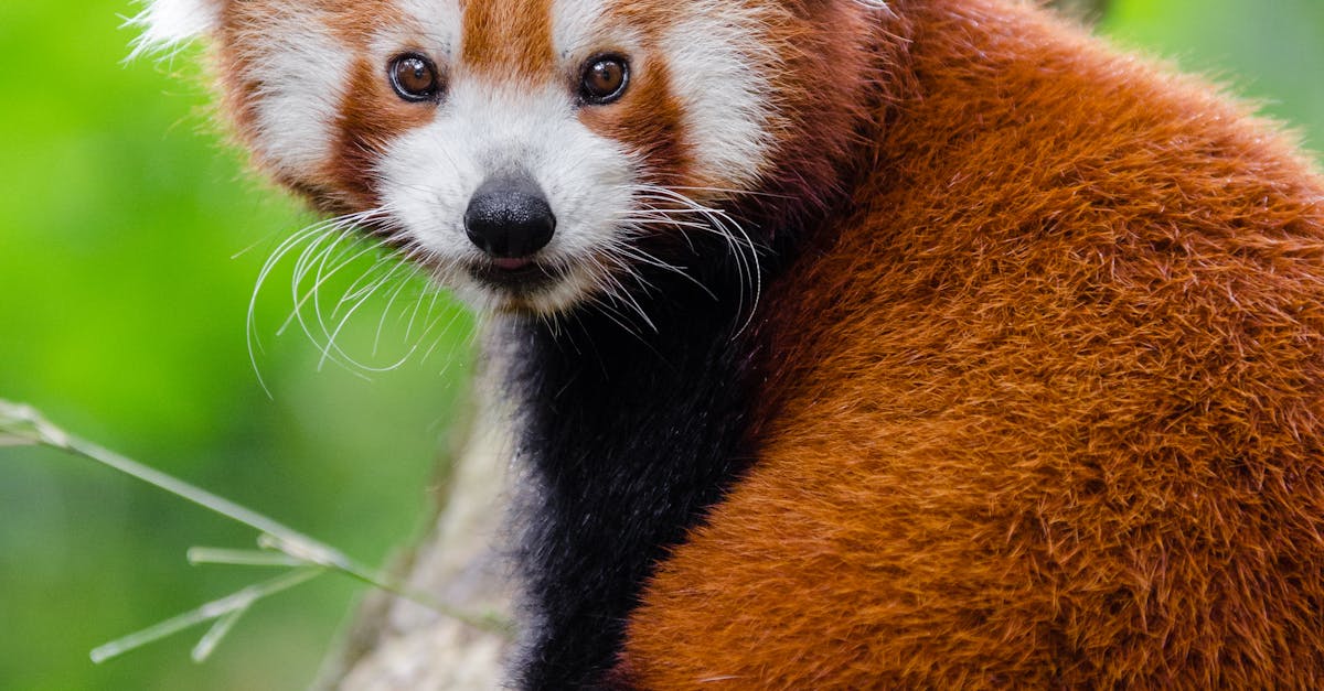 かわいらしい 動物 動物の写真の無料の写真素材 かわいらしい 動物 動物の写真の無料の写真素材