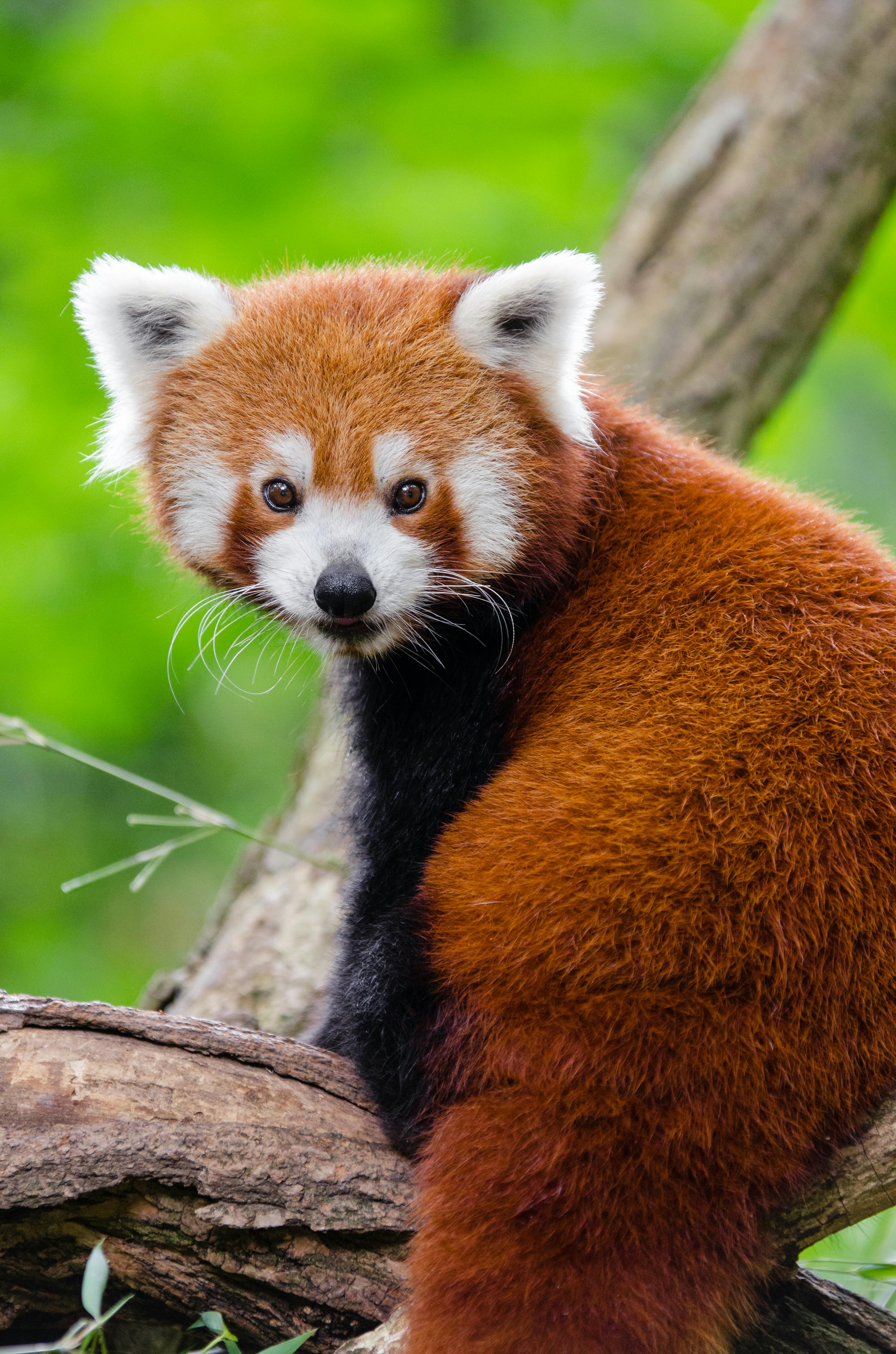 red-panda-on-branch-free-stock-photo