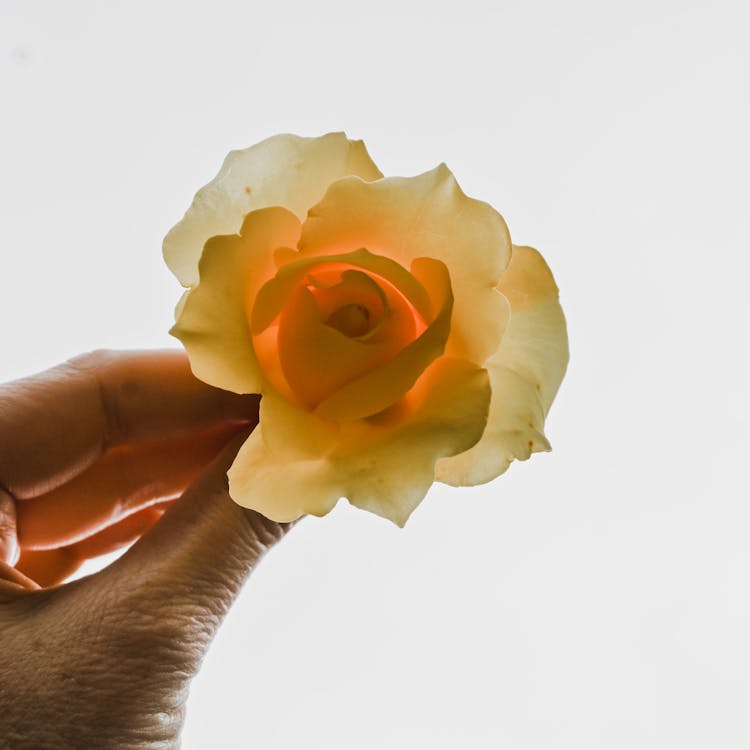 Hand Holding A White Rose