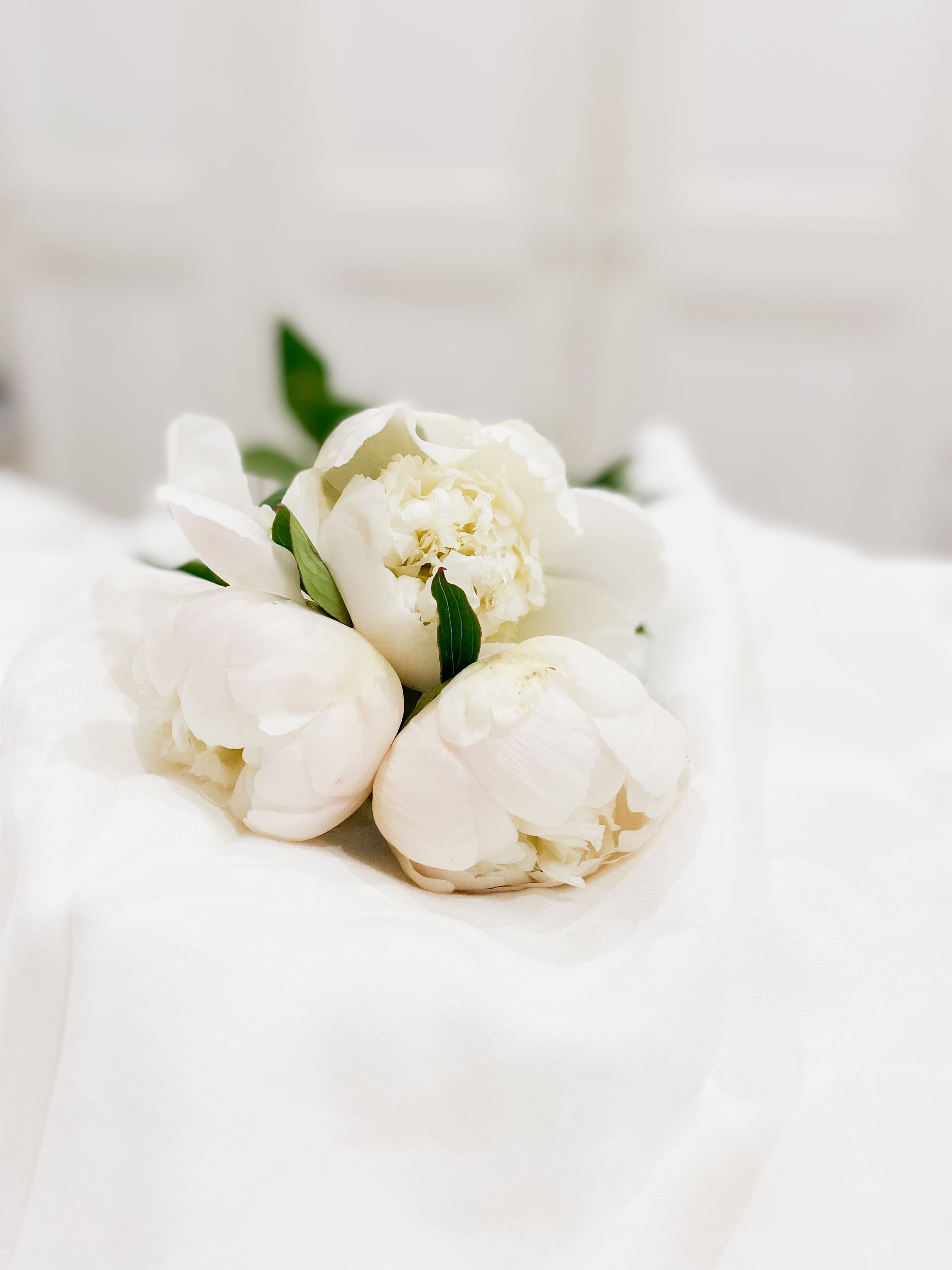 Close Up Shot of a White Flowers · Free Stock Photo