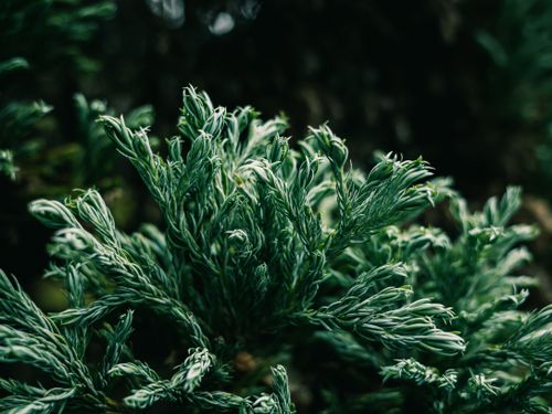 Free Detailed view of lush green evergreen foliage showcasing natural beauty and texture. Stock Photo