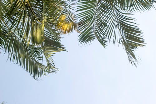 Tropical palm tree under blue sky