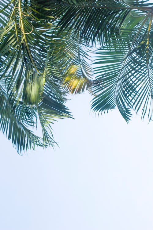 Low Angle Shot of Palm Leaves under a Clear Sky